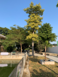 1591175620(1).png